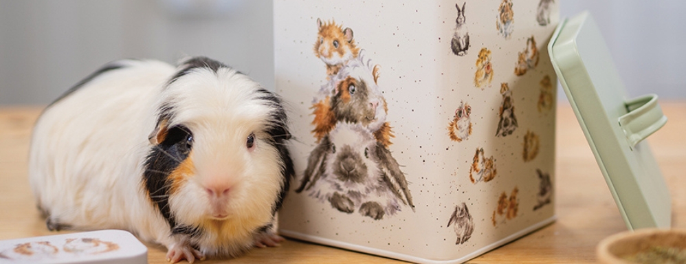 Lifestyle image of Wrendale Designs pet collection 2024, showing daphne guinea pig and the pet treats square tin.